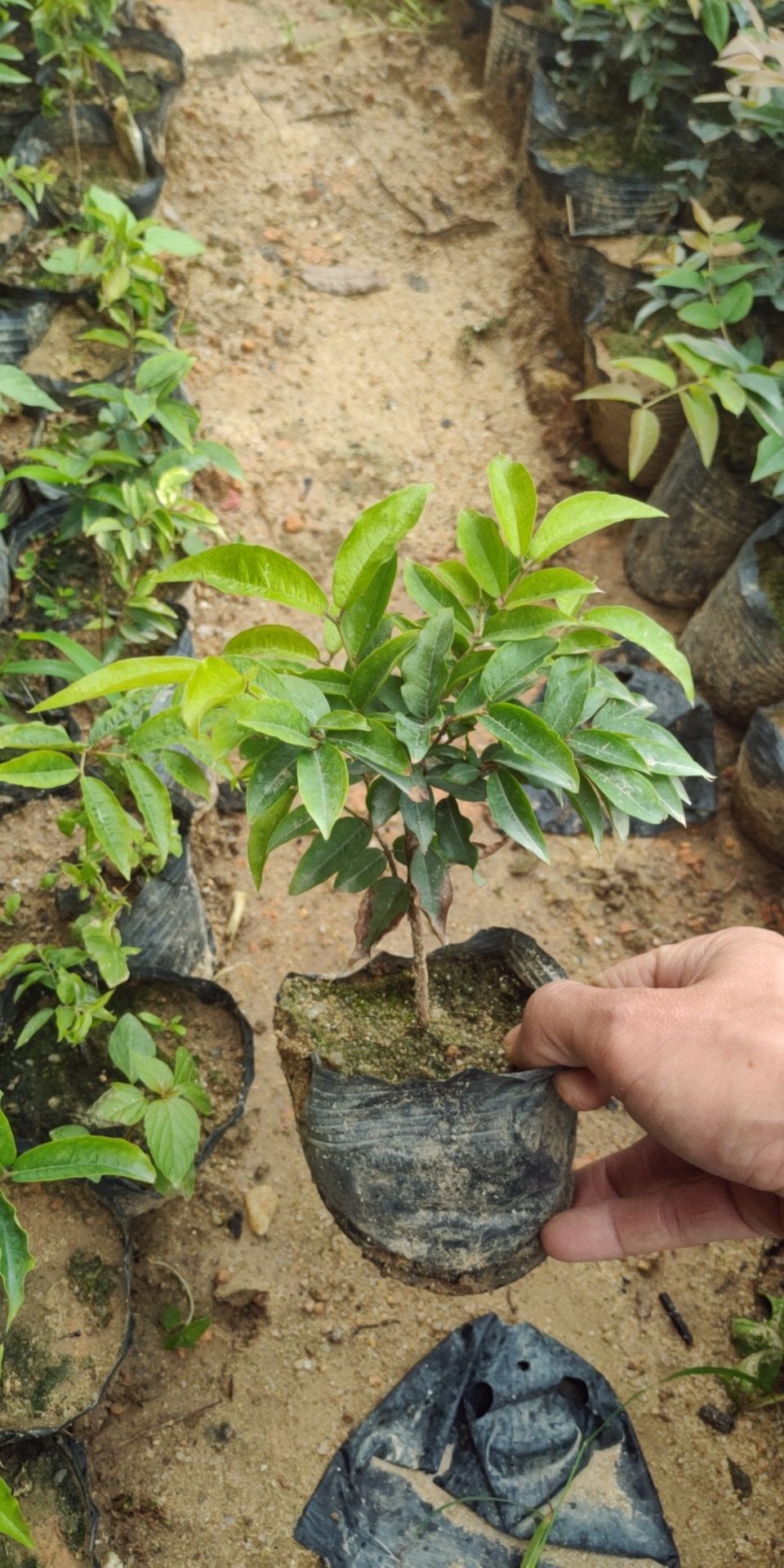 嘉宝果苗  沙巴嘉宝果树苗 自产自销 包邮 24小时内发货