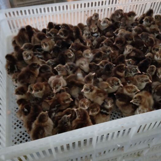 简阳市 厂家直销，价格优惠，长期供应各类土鸡苗，肉鸡苗，量大丛优
