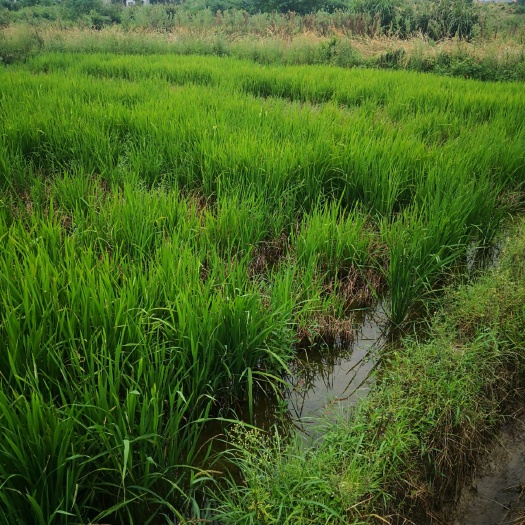 庐山市水田  土地出租