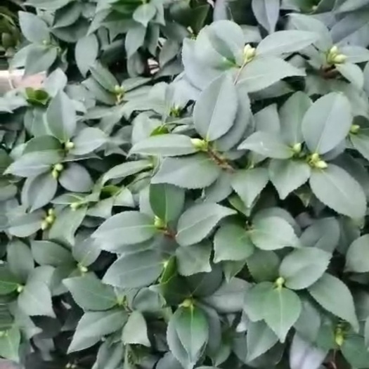 漳平市茶花树 香妃烈香 浓香型茶花 香茶 龙岩茶花 开花带香味 办公室绿植