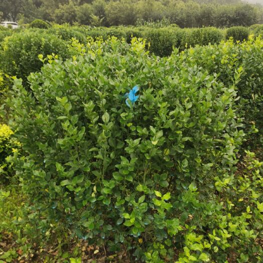 沭阳县胶东卫矛 卫予球，四季常绿耐寒，适合全国各地区绿化种植