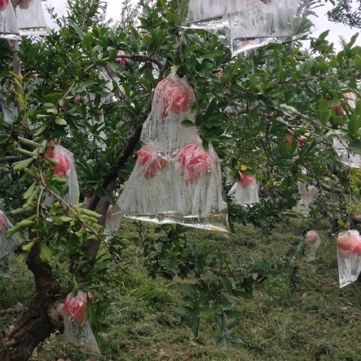 西安临潼石榴  临潼芙蓉贵妃石榴