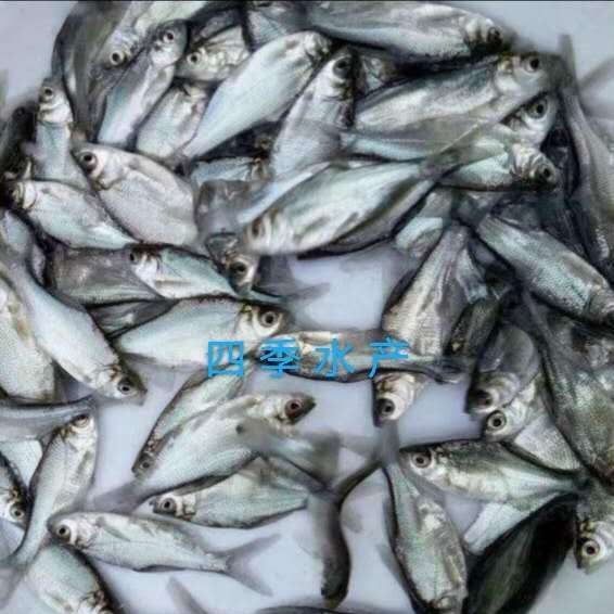 罗非鱼苗，脆罗非鱼苗，品种优良 技术支持！全国发货！