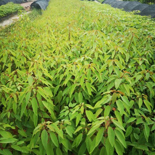 广州供应山乌桕小袋苗