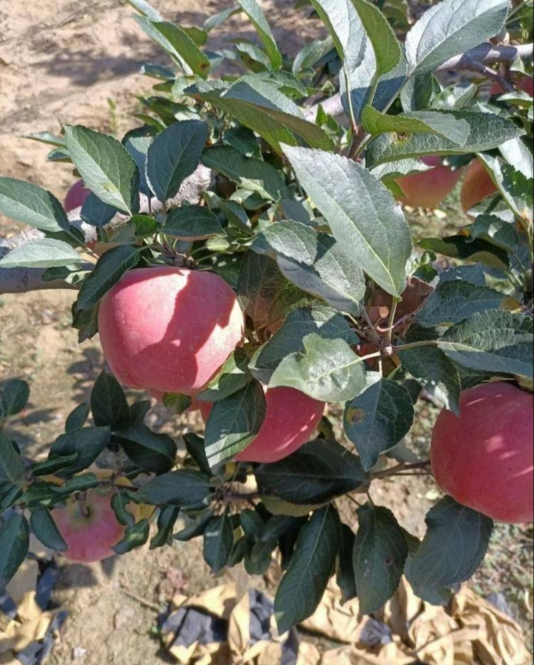 紅星蘋果  精品紅星大量現(xiàn)貨，保證質(zhì)量壞爛包賠