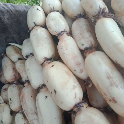 鱼台县鄂莲6号 第一年优质莲藕常年大量供应