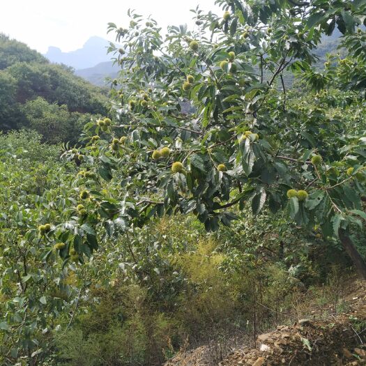 内丘县 邢台板栗，太行山板栗
