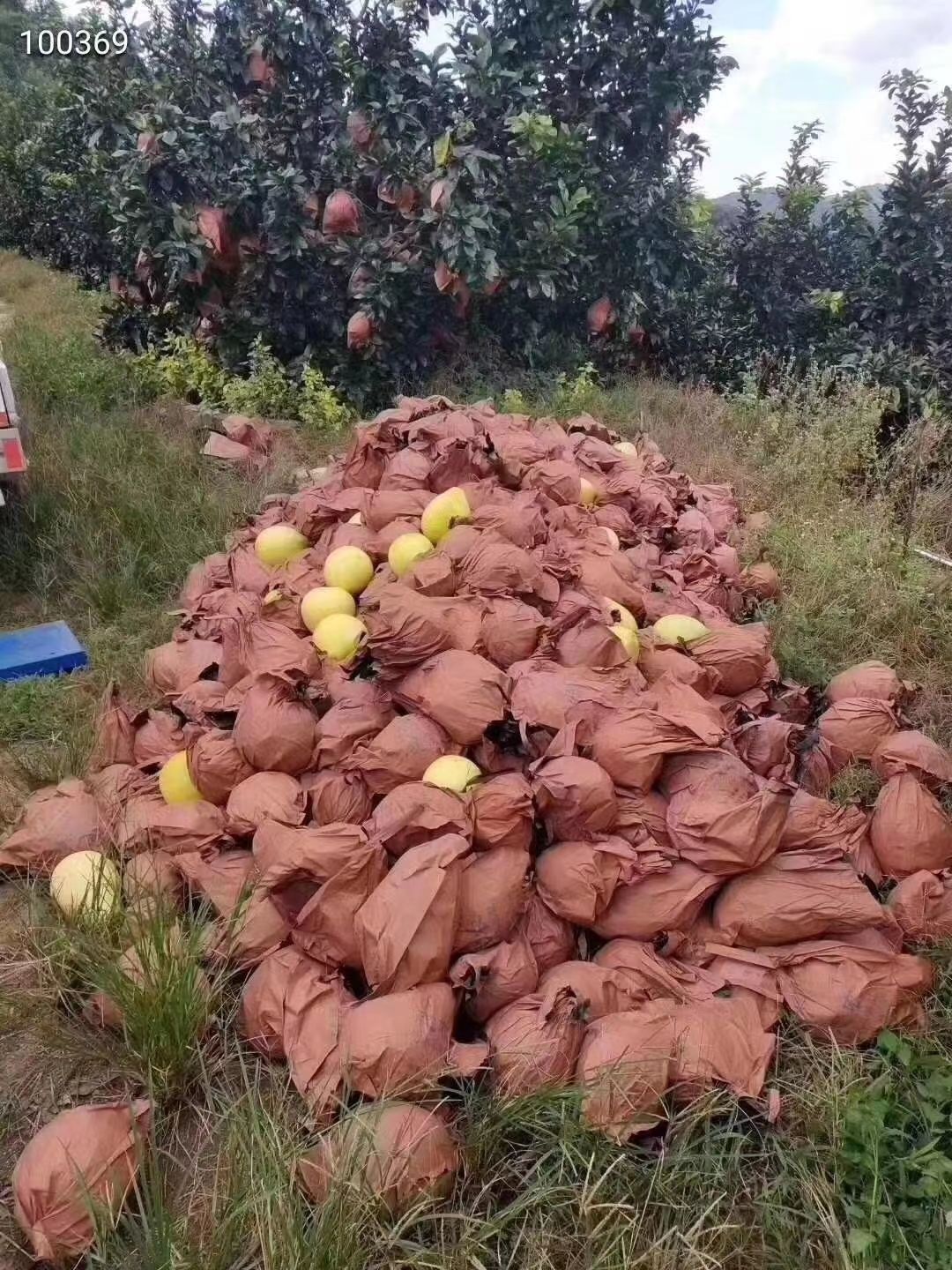 红心柚 