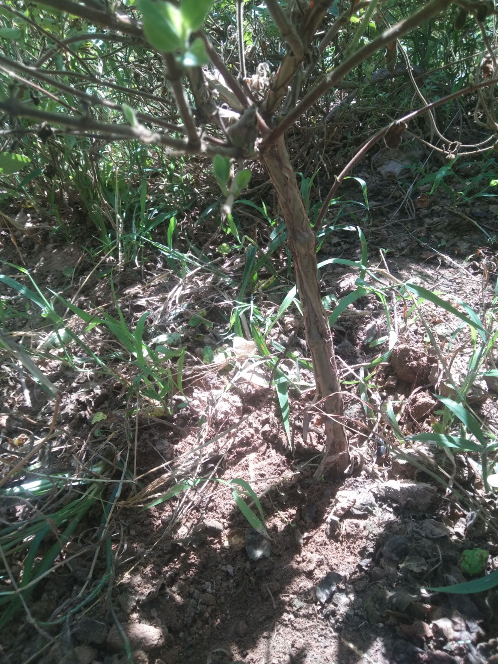 巨花一号金银花苗 巨鹿特产金银花，中药材苗木《金银花苗》作用清热，下火，防