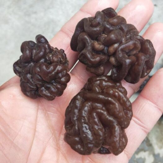 核桃菌  优质核桃露