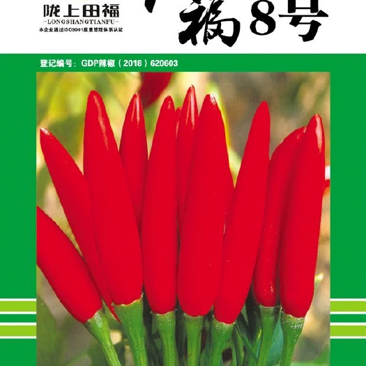 酒泉尖椒种子 红福8号