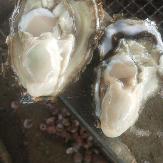绥中县乳山牡蛎 深海生蚝别称牡蛎