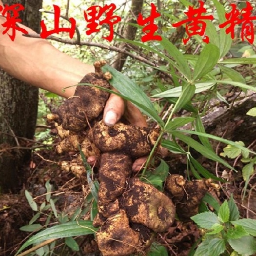 南漳县鸡头黄精