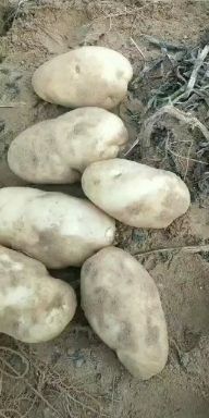 伊金霍洛226土豆  内蒙226.产地直发，优质货源，诚信经营，薯型好，不脱皮，