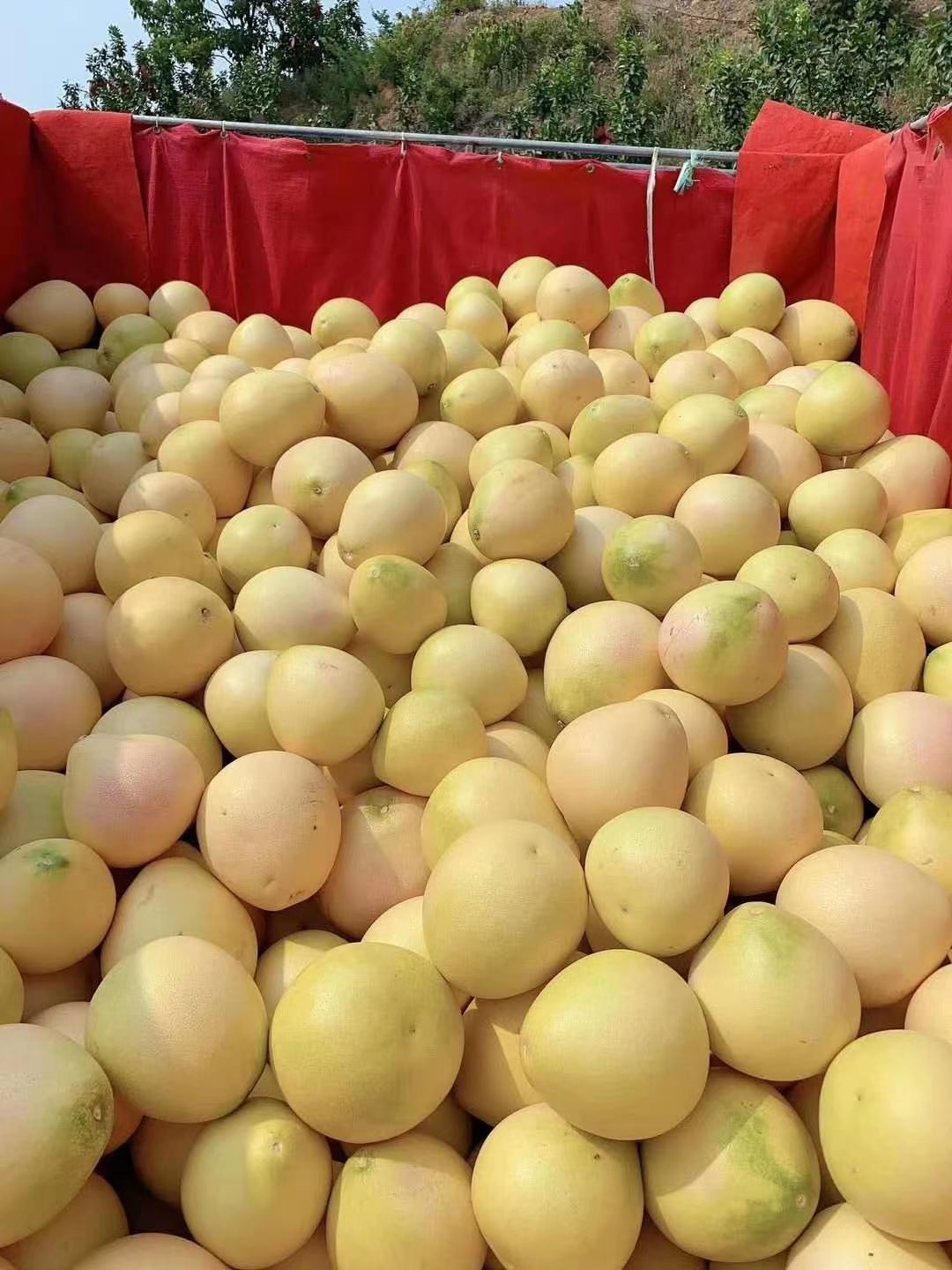 红心柚 