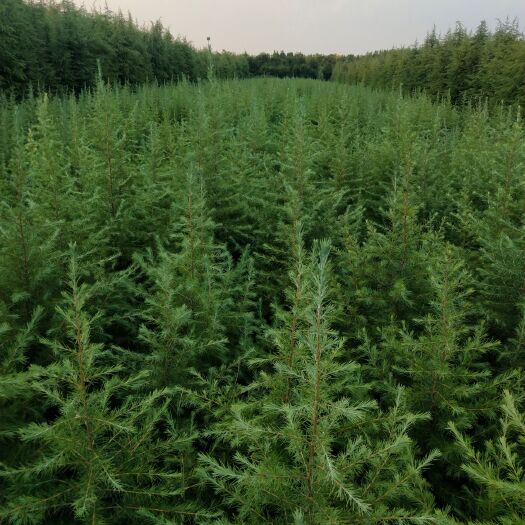 汝南县雪松 雪松苗 工程用苗 规格齐全 质量有保障 圣诞树