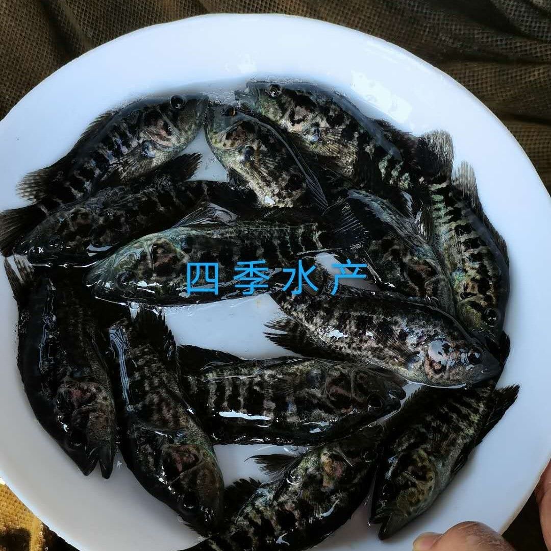 光倒刺鲃魚苗  青竹鯇，石堅魚，軍魚技術(shù)支持！全國發(fā)貨！