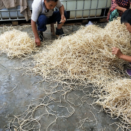 威远县白茎鱼腥草 鱼腥草大量现货