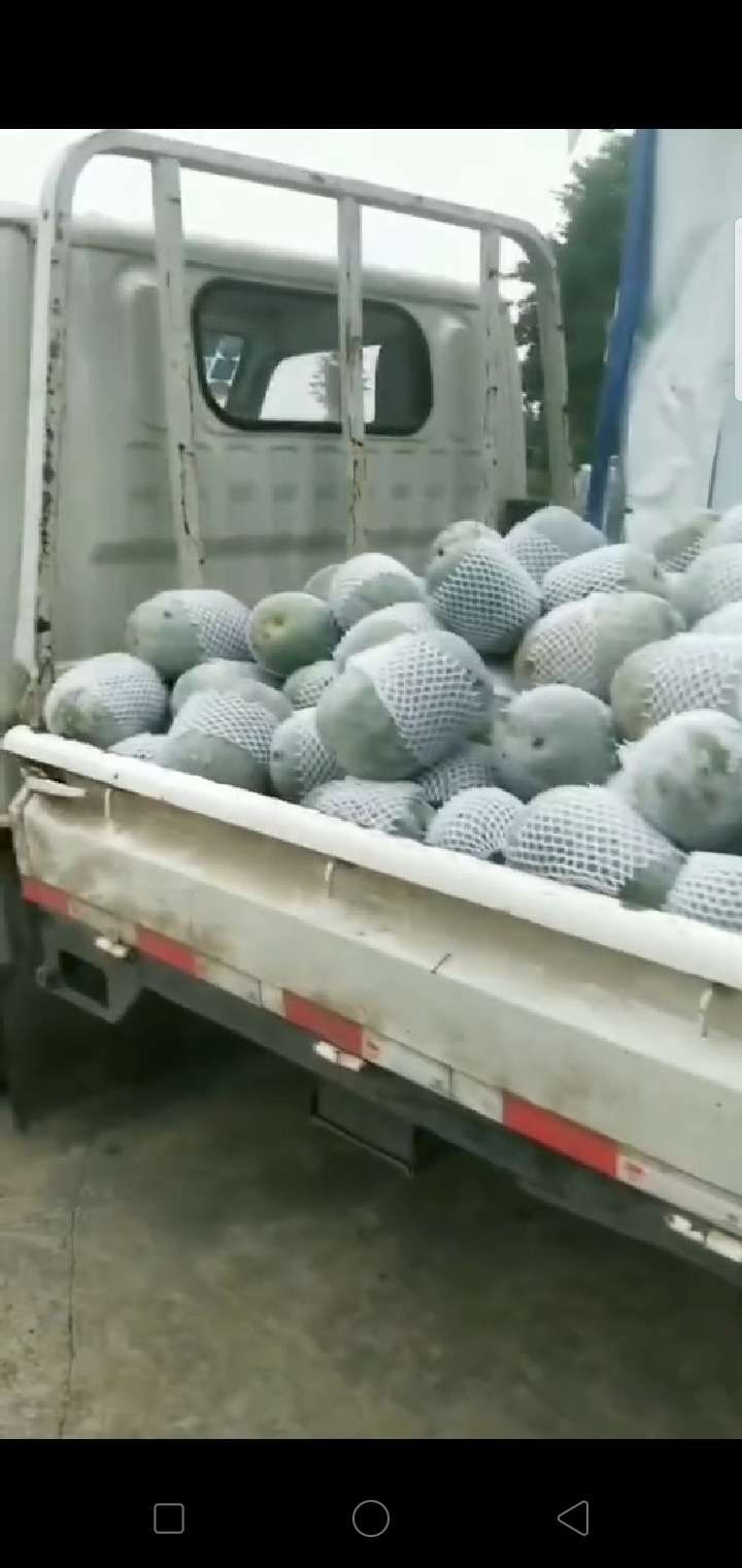 白霜老冬瓜  小灰老东瓜