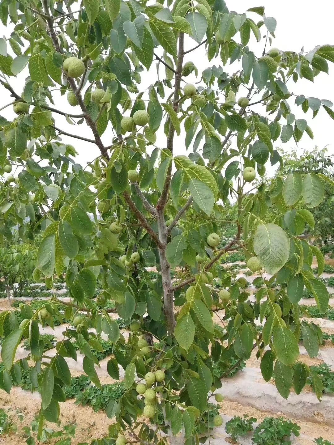 新核桃开始上市  薄皮核桃  山东济宁山地薄皮核桃