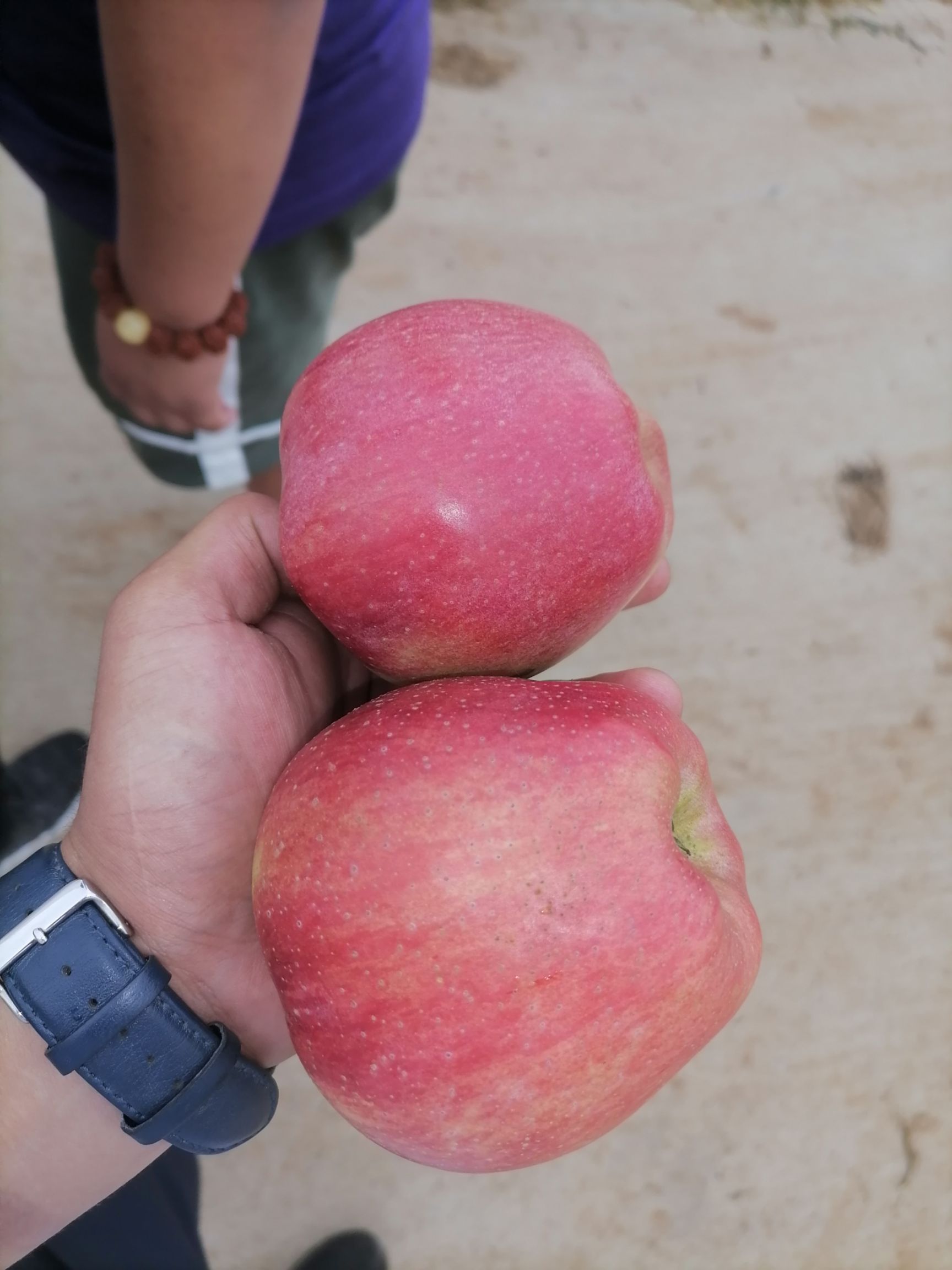 紅星蘋果  精品紅星大量現(xiàn)貨，保證質(zhì)量壞爛包賠