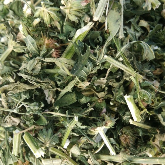 鄄城县益母草