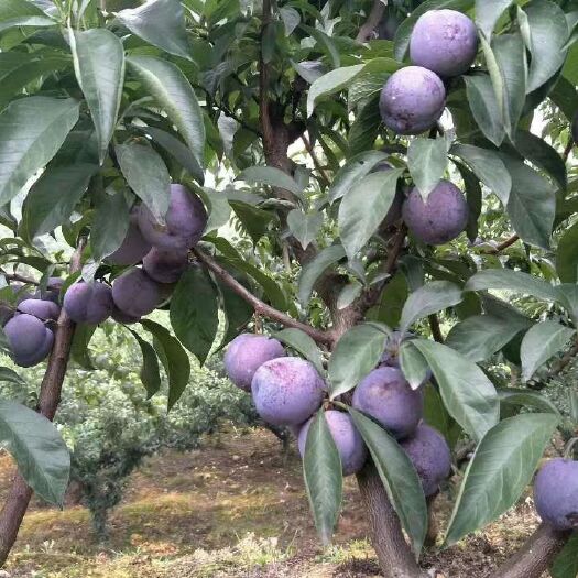 五月脆李苗  凤凰李子苗 自家苗圃种植精品李子苗大量出售中