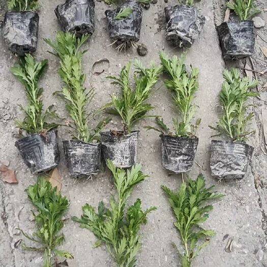 成都木春菊苗  木春菊大杯小杯基地批发