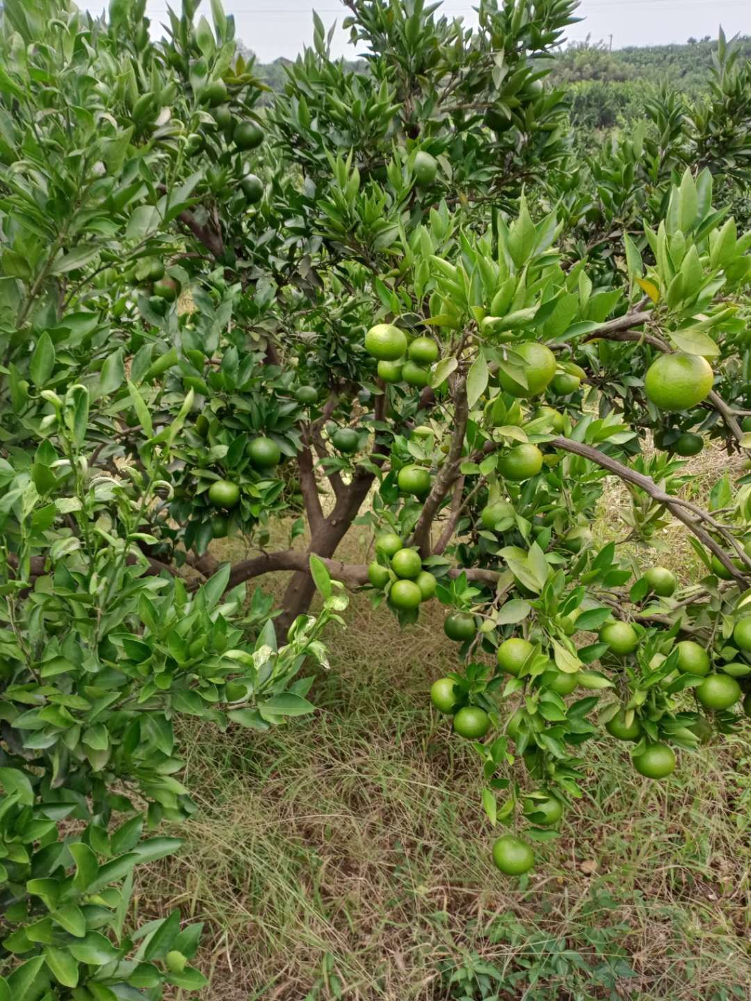 普早蜜桔  普早特早蜜橘，货源充足，产地代办，果园看货直采，质优价廉