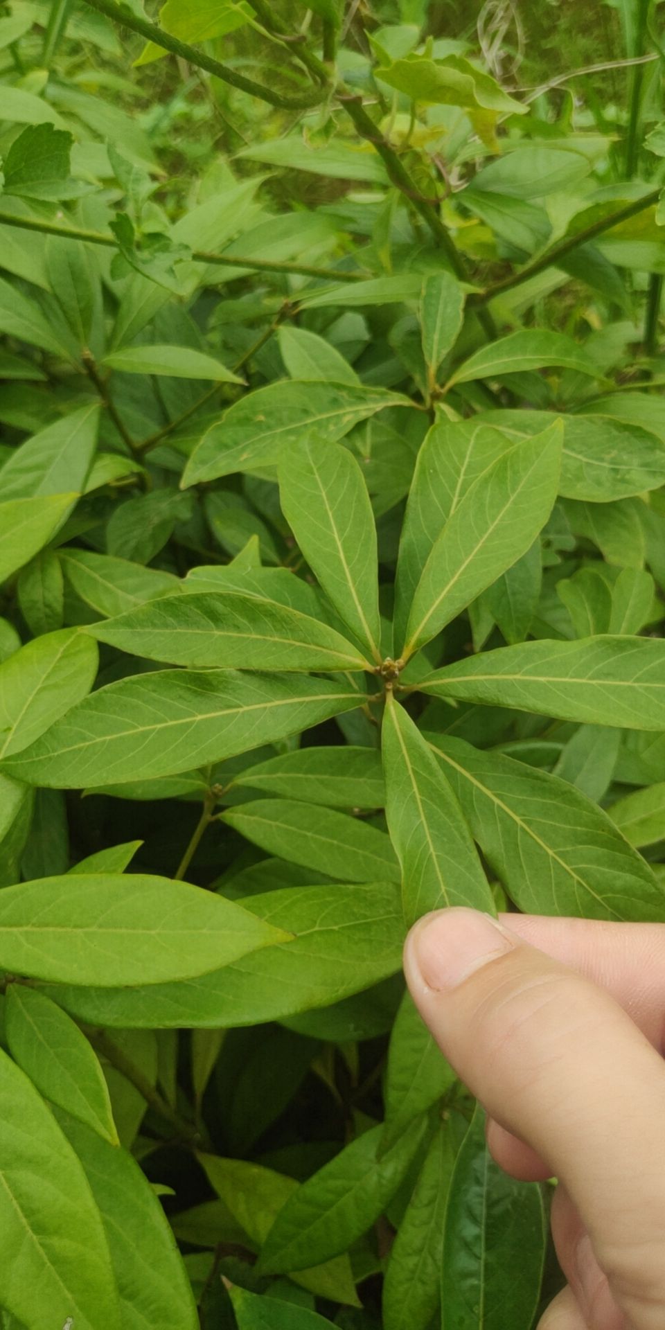 金丝楠树苗  正品金丝楠木树苗 包邮  24小时发货