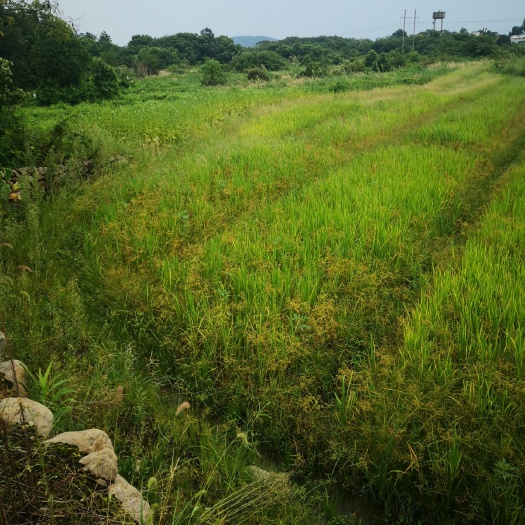 庐山市水田  土地出租，种植油菜蔬菜水果