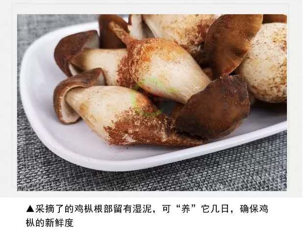 鸡枞菌 露水鸡枞，市面无竞品，潜力巨大
