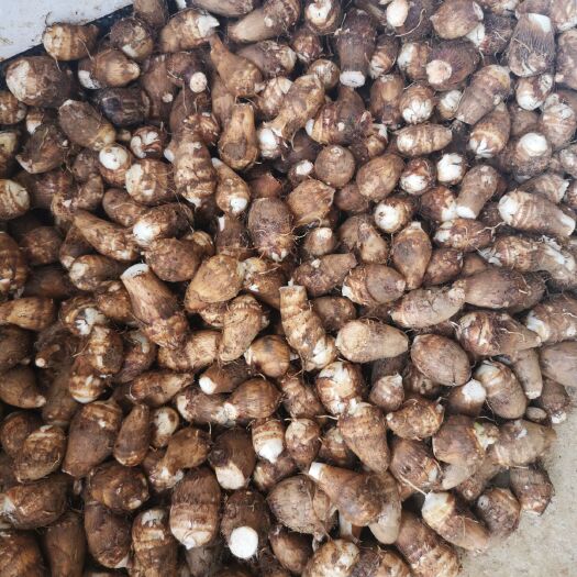 盘州市毛芋头  深山万亩乌芋头成熟开挖，量大的老板联系。