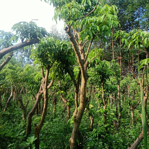 灵山县妃子笑荔枝苗  荔枝高压苗