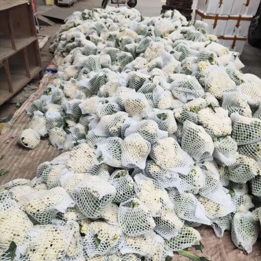 邯郸有机花菜 本地散花大量上市，价格便宜