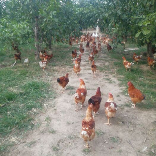 夏县 380散养土鸡
