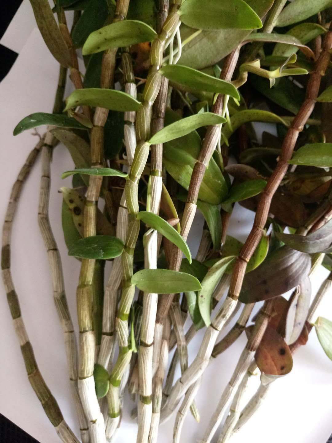 浙江温州特产铁皮石斛鲜条