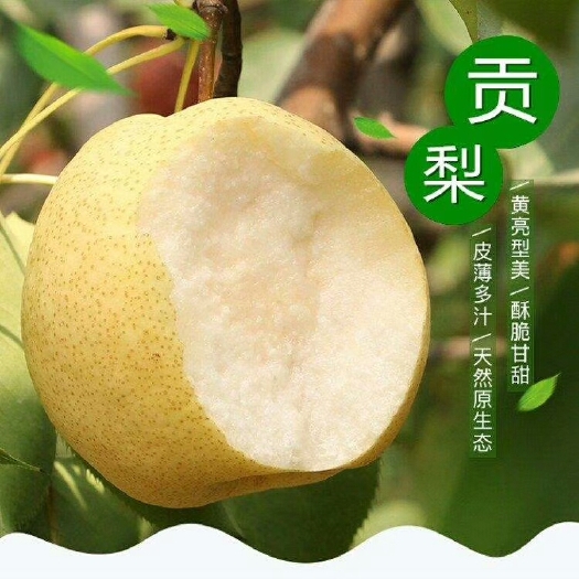 乾县 秦沣秦味种植梨园，泔河酥梨，皮薄多汁，甘甜可口，清热润肺