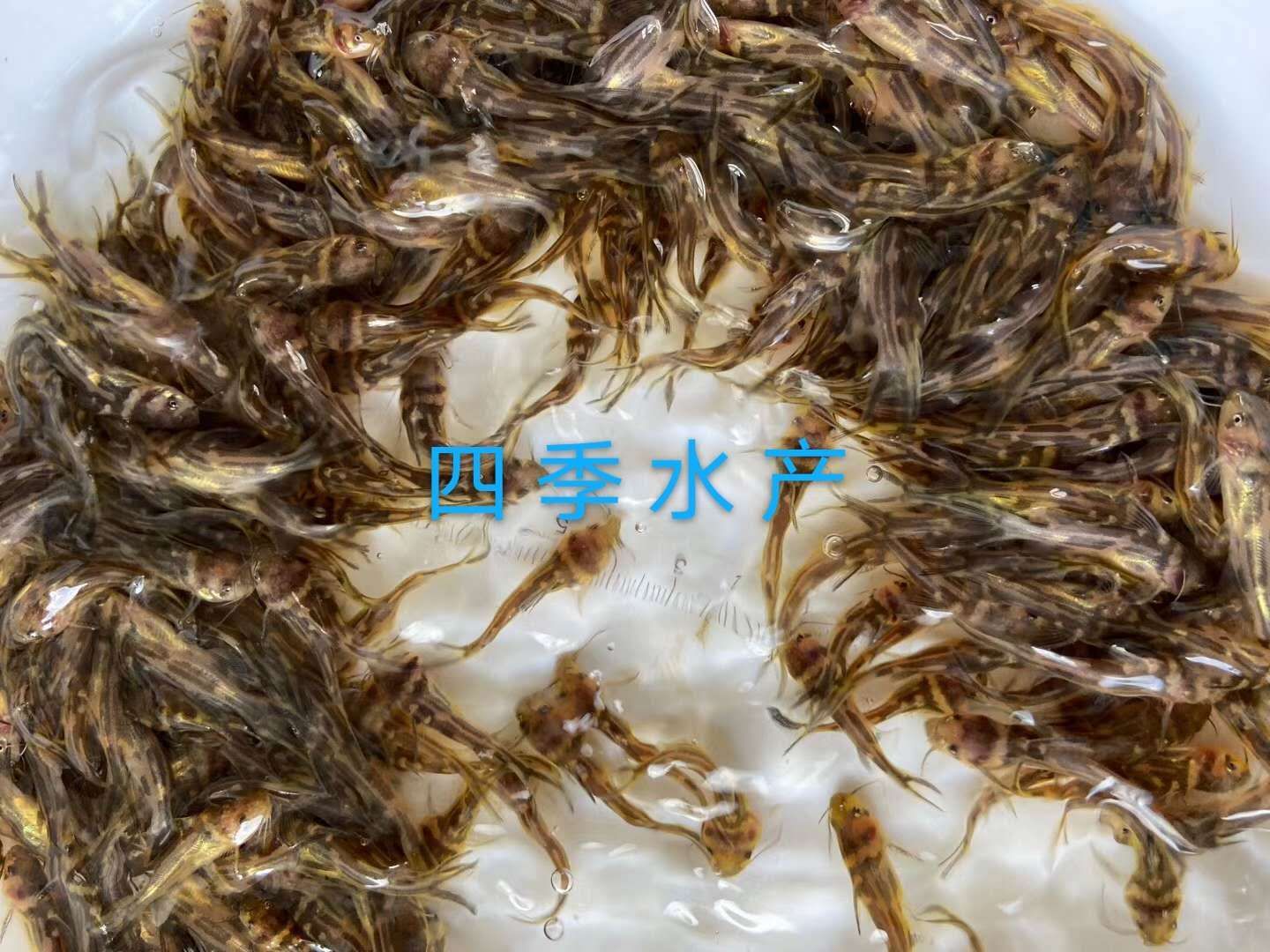 光倒刺鲃魚苗  青竹鯇，石堅魚，軍魚技術(shù)支持！全國發(fā)貨！