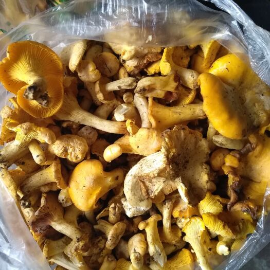 安康鸡油菌  野生黄丝菌