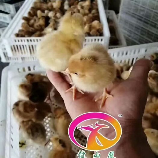 广州黄脚麻鸡苗 k9