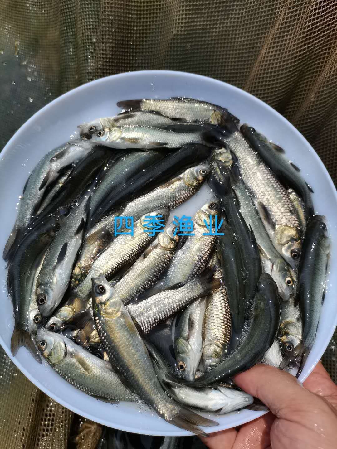 光倒刺鲃魚苗  青竹鯇，石堅魚，軍魚技術(shù)支持！全國發(fā)貨！