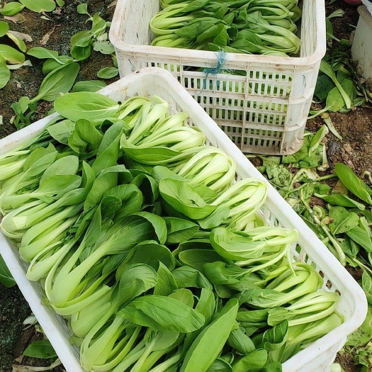 上海金品28青梗菜  专业种植青菜，欢迎新老客户下单