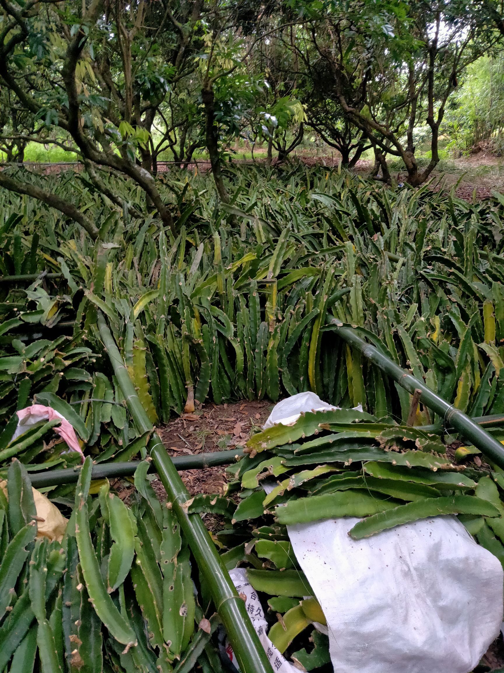 红皮红肉火龙果苗 便宜出售