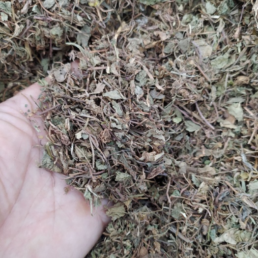 亳州 积雪草