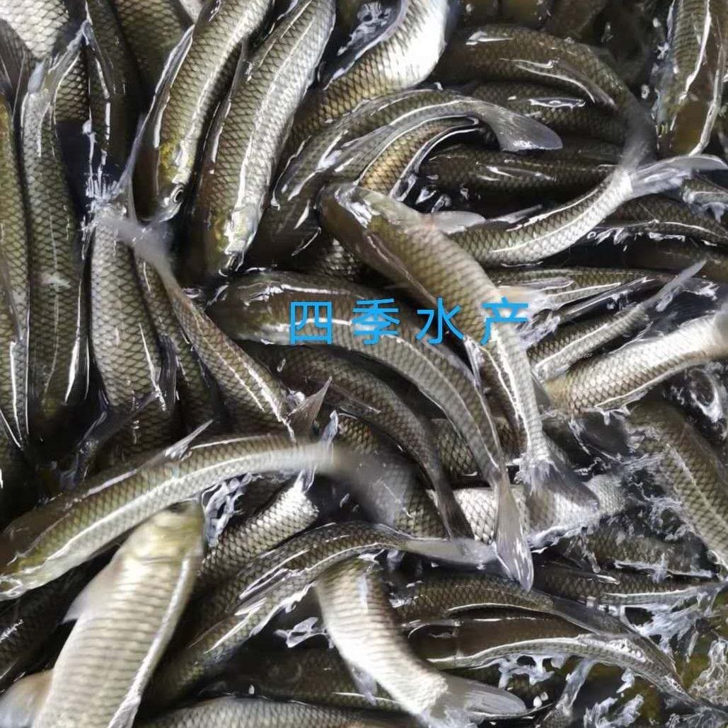 光倒刺鲃魚苗  青竹鯇，石堅魚，軍魚技術(shù)支持！全國發(fā)貨！