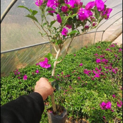 漳平市紫花三角梅  易活