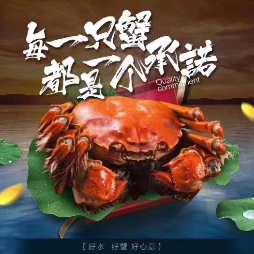 兴化市兴化大闸蟹 母蟹 2.0-2.5两