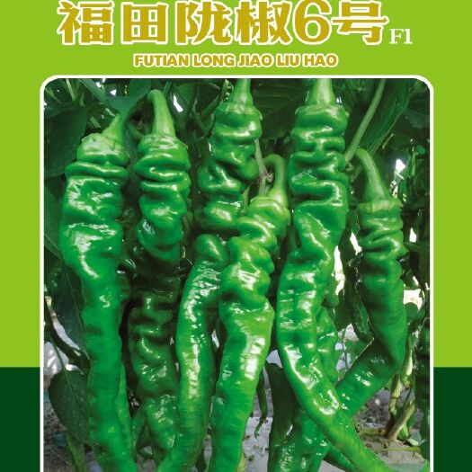 酒泉新一代辣椒种子 福田陇椒6号
