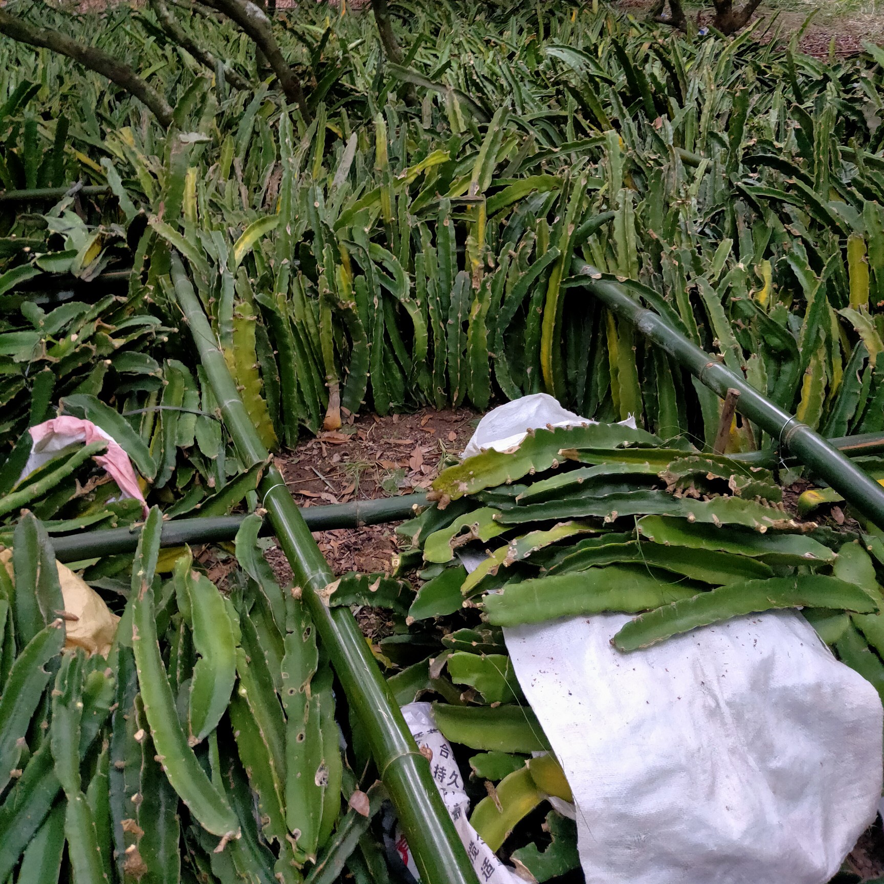 红皮红肉火龙果苗 便宜出售
